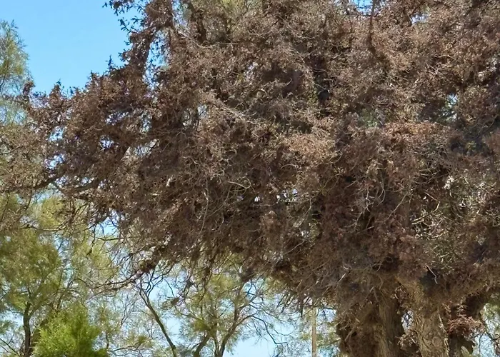 別荘 House On The Agia Anna Naxos